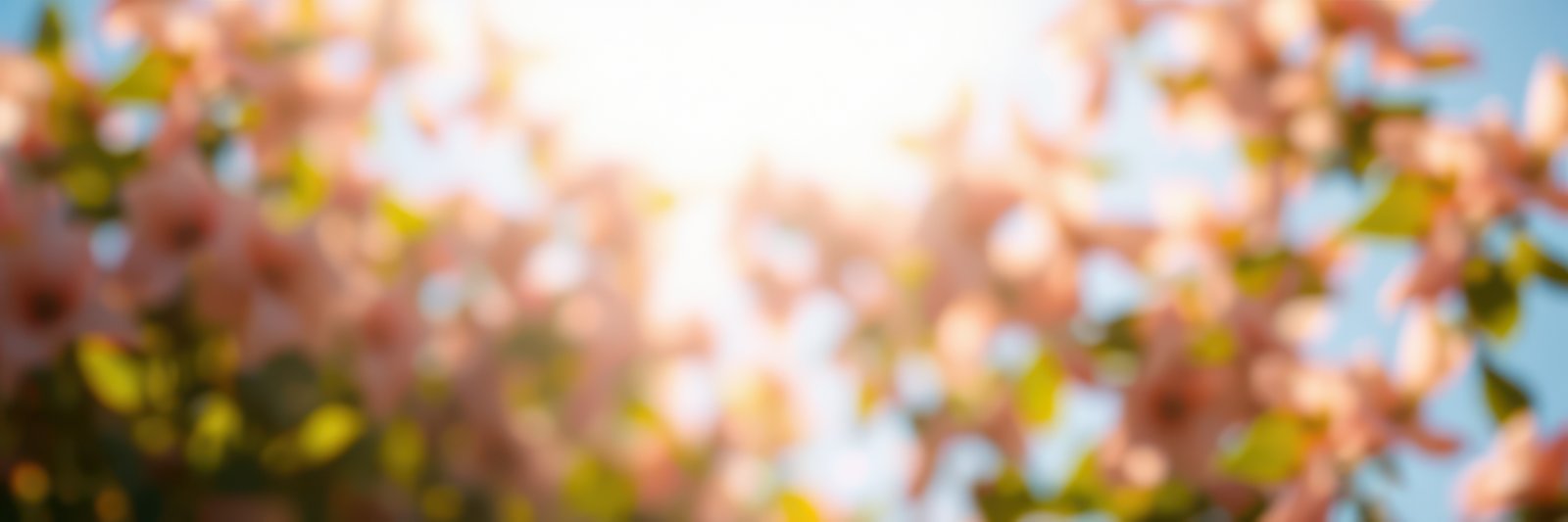 Blossoming pink flowers under bright sunlight in a serene spring garden